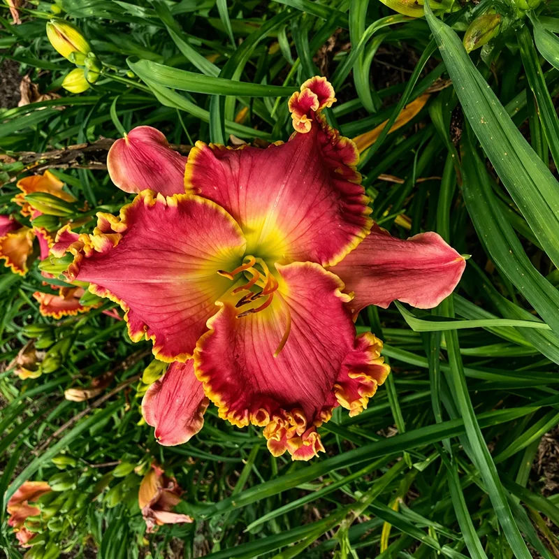 Marsh Island daylily bloom