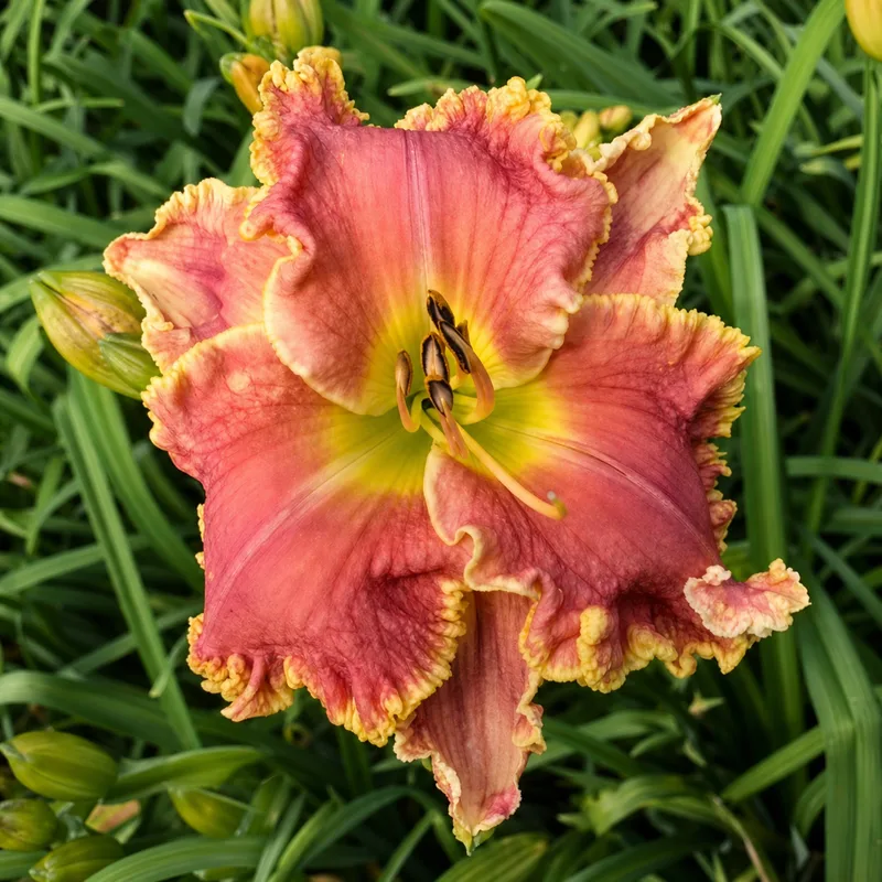 Cajun Bahamas