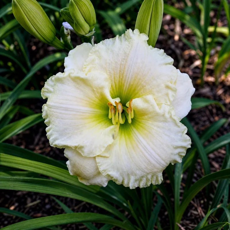 Alabaster Elegance