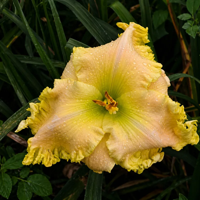 Ancient Magic daylily bloom