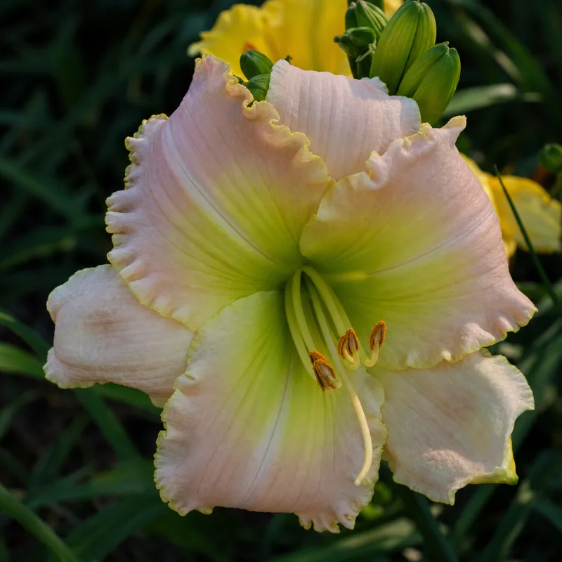 Apple Blossom Spring