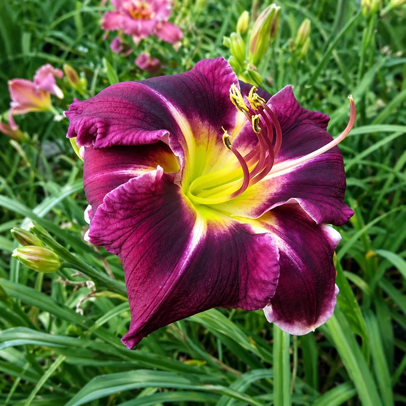 Cameron's Glory