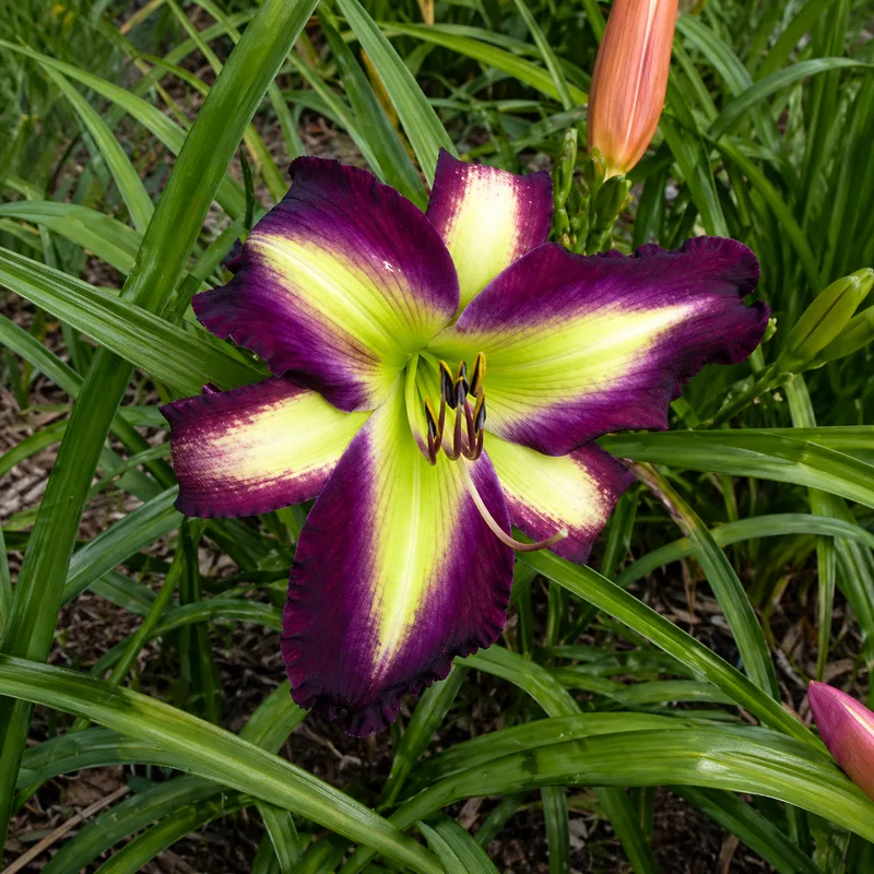 Darkly Bright AHS image