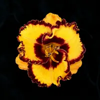 Disco Music AHS image