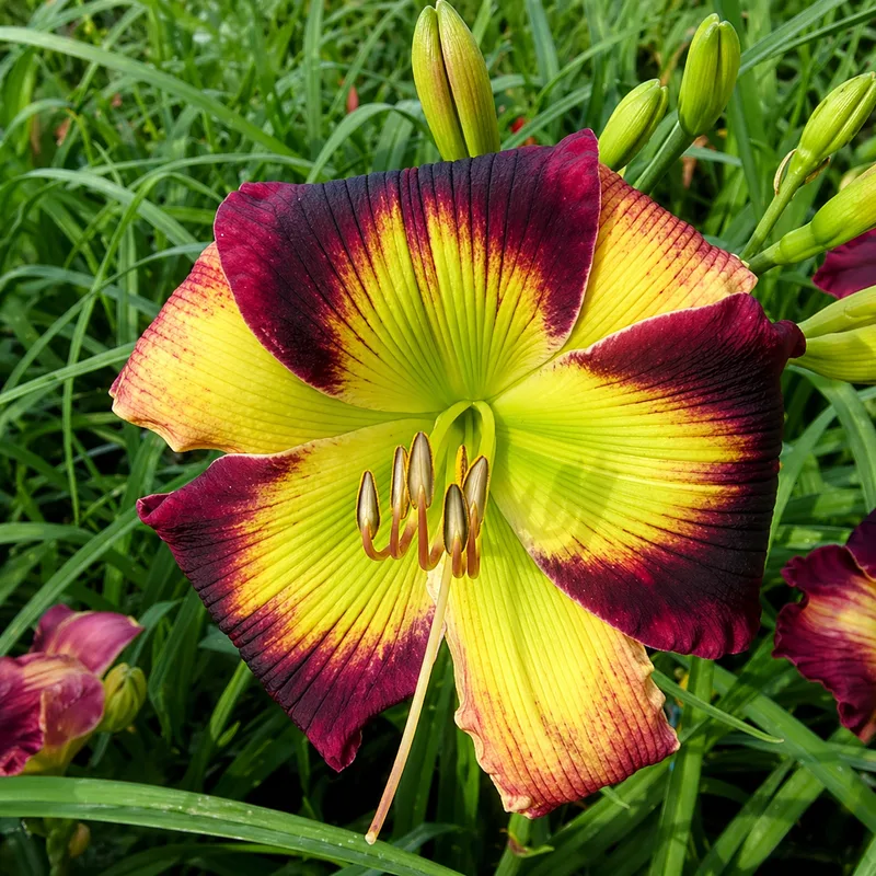 Exotic Starburst AHS image