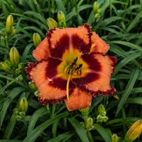 Flames of Fall AHS image
