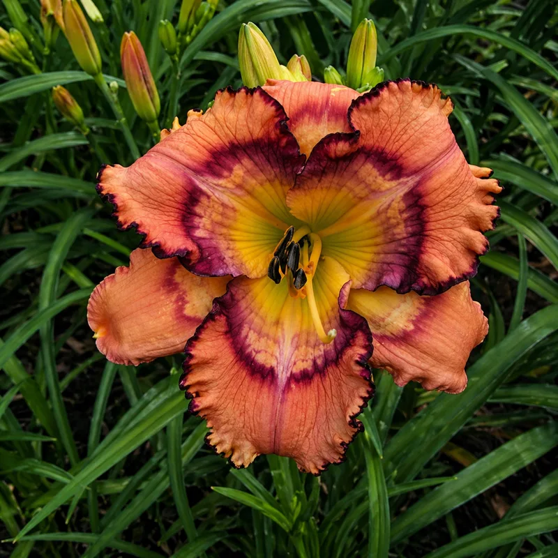 Halloween Vortex daylily bloom