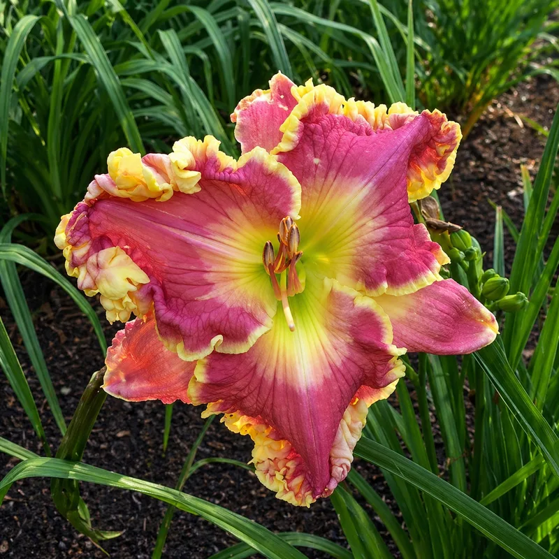 Island Breeze AHS image