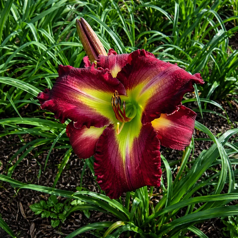 Kennesaw Raspberry Sorbet AHS image