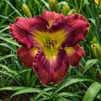Mahogany Crystal AHS image
