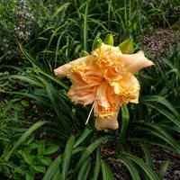 Peach Bouquet AHS image