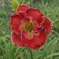 Sensational Heart AHS image