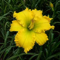 Spacecoast The Green Mile AHS image