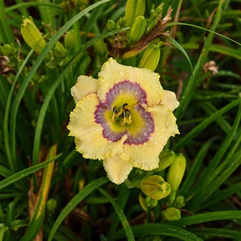 Winter Halo daylily bloom