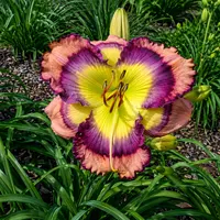 Big Boy Butterfly AHS image