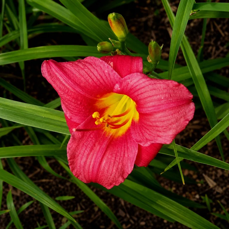 Crimson Icon