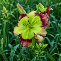 Pinewood Green Flash AHS image