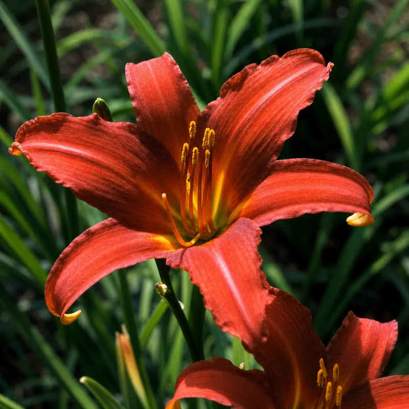 Crimson Star