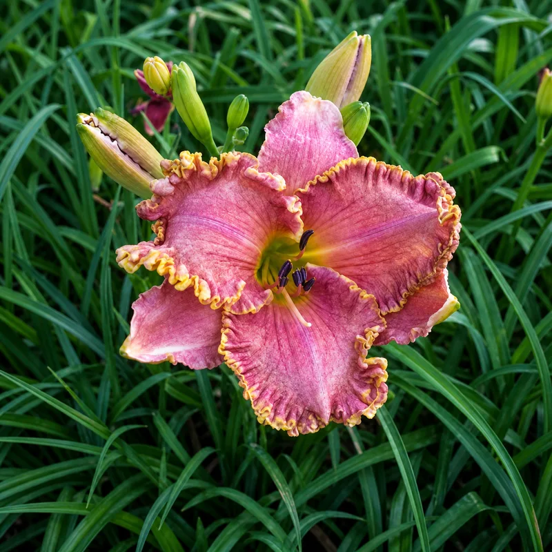 Pointillism Perfection