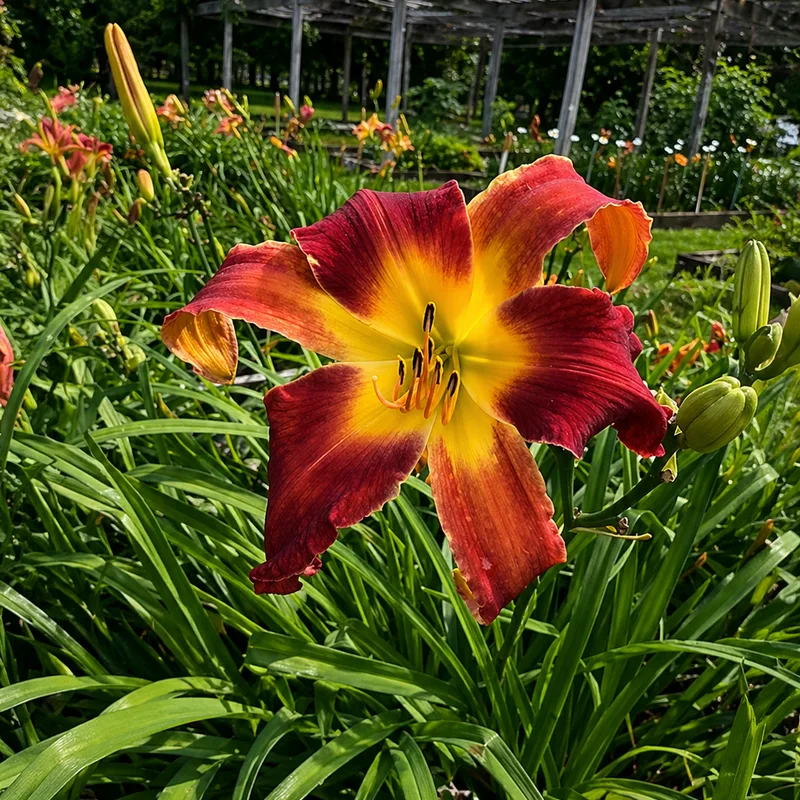 Suburban Jere Rush daylily bloom
