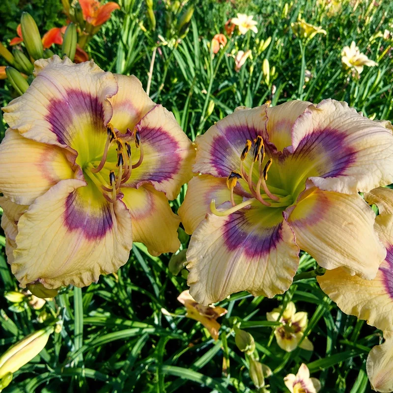 Small World Patterned Porcelain daylily bloom