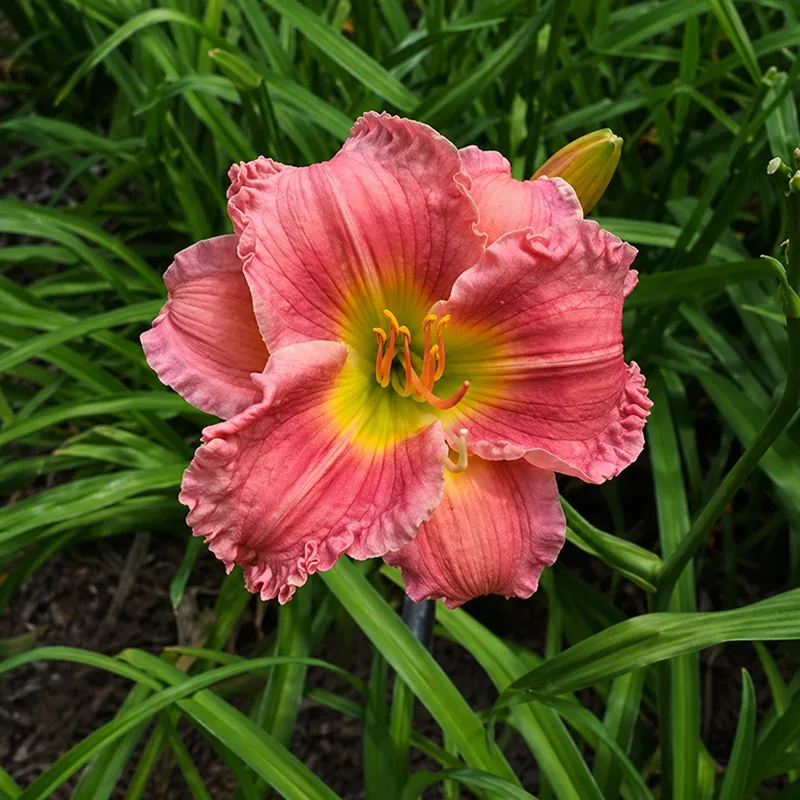 Sweet Tootsie daylily bloom