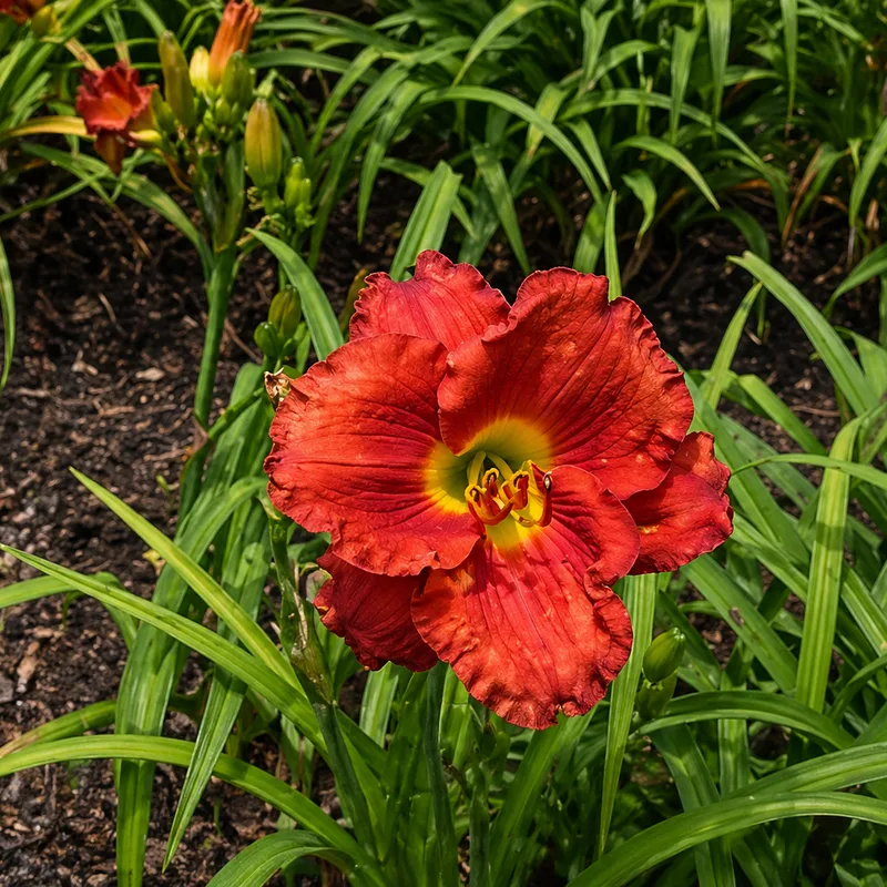 Traffic Light daylily bloom