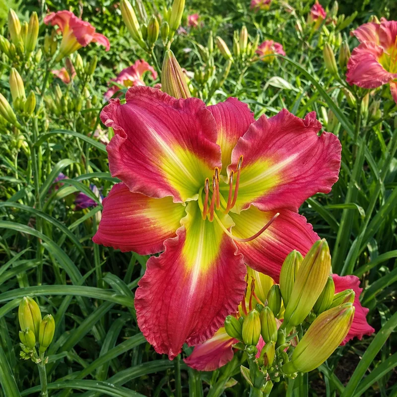 Perry and His Harem daylily bloom