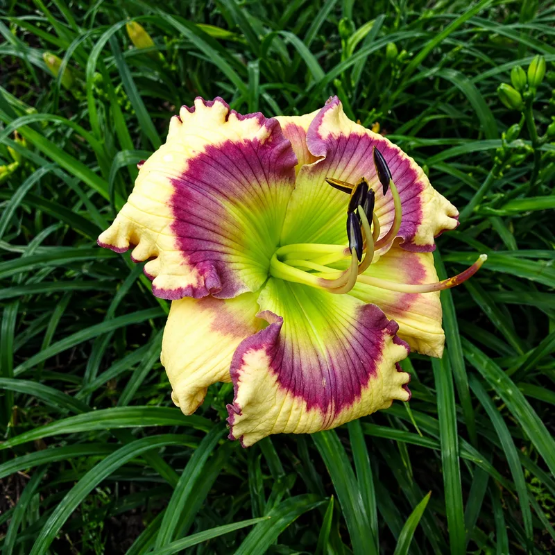 Magical Morning daylily bloom
