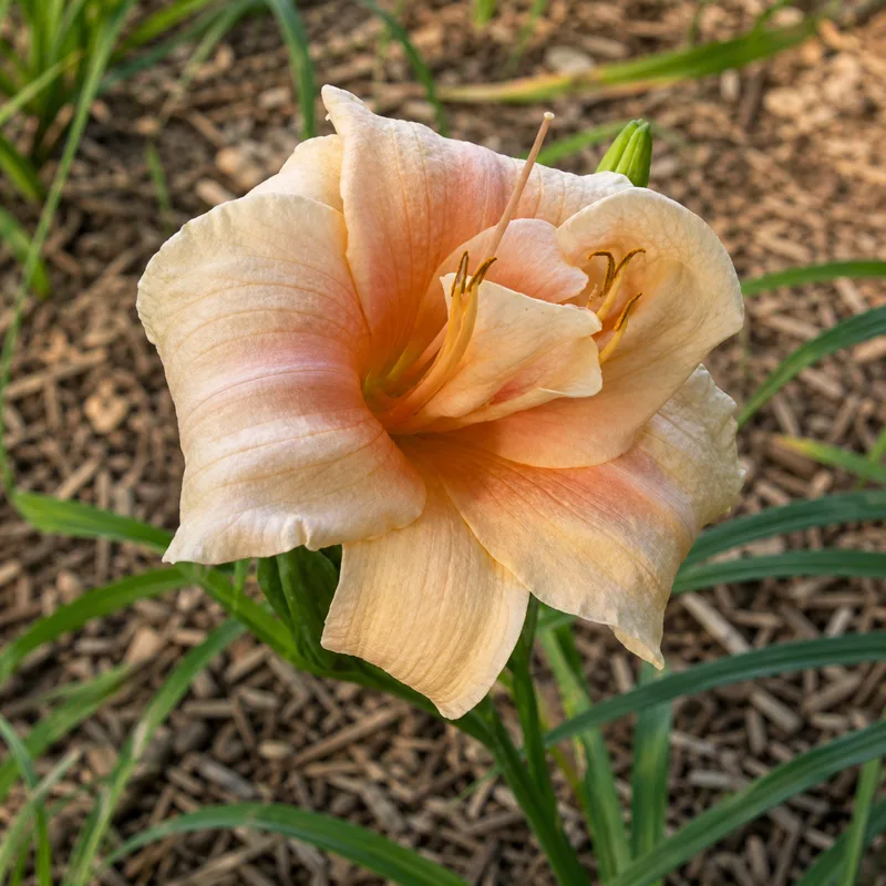 Crossroads Double Peach