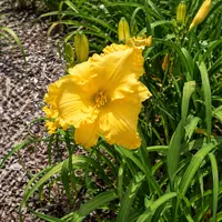 Booger Bottom Sunshine AHS image