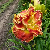 Lily Farm Nod to the Mentor AHS image