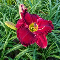 Lily Farm Roman Chariot AHS image