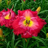 Escape to Paradise AHS image