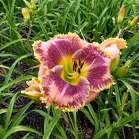 Mr Stipples by NLD AHS image