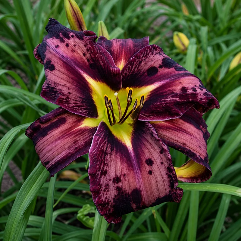 Purple Leopard