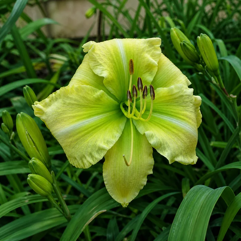 Emerald Giant