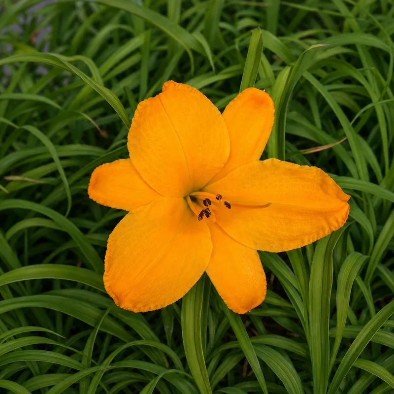 Cup of Sunshine