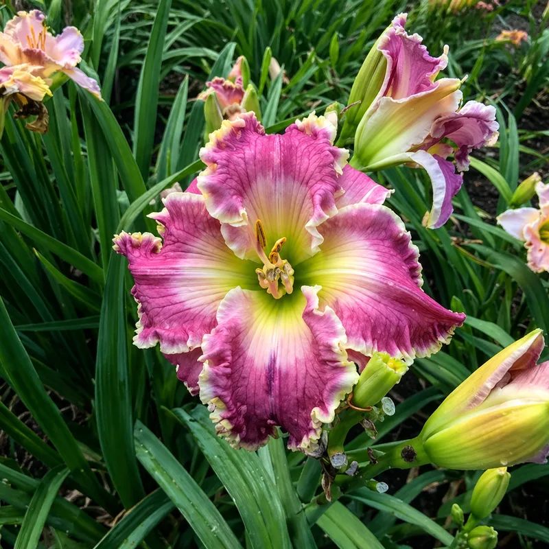 Magenta Wonder daylily bloom