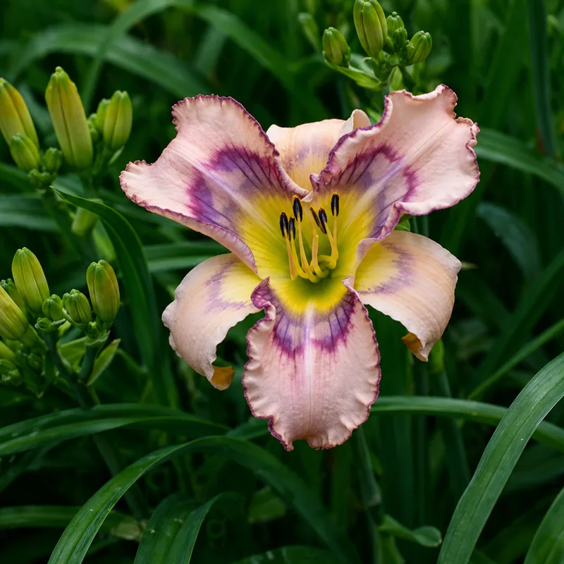 Cinderfella