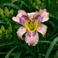 Cinderfella AHS image