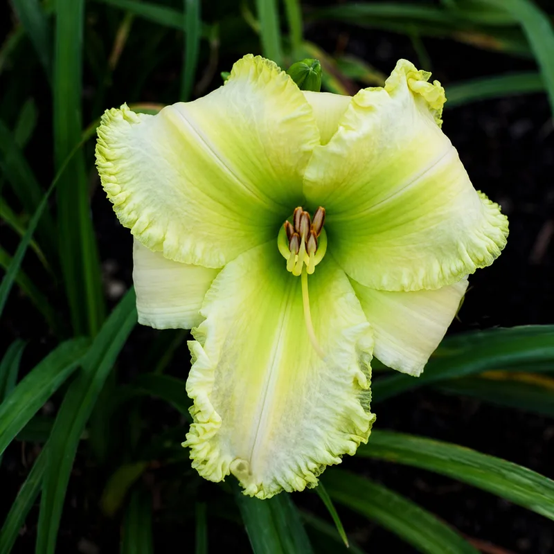 Green Radiance AHS image