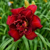 Spacecoast Scarlet Desire AHS image