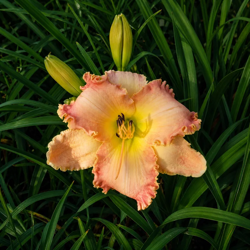 Apricity