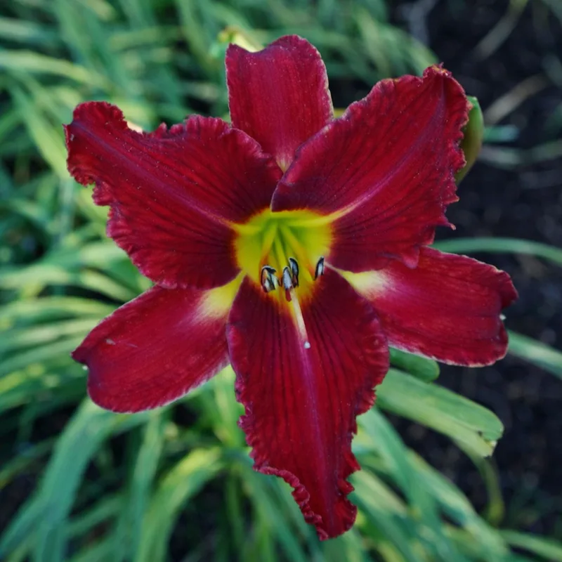 Webster's Red Bloomers