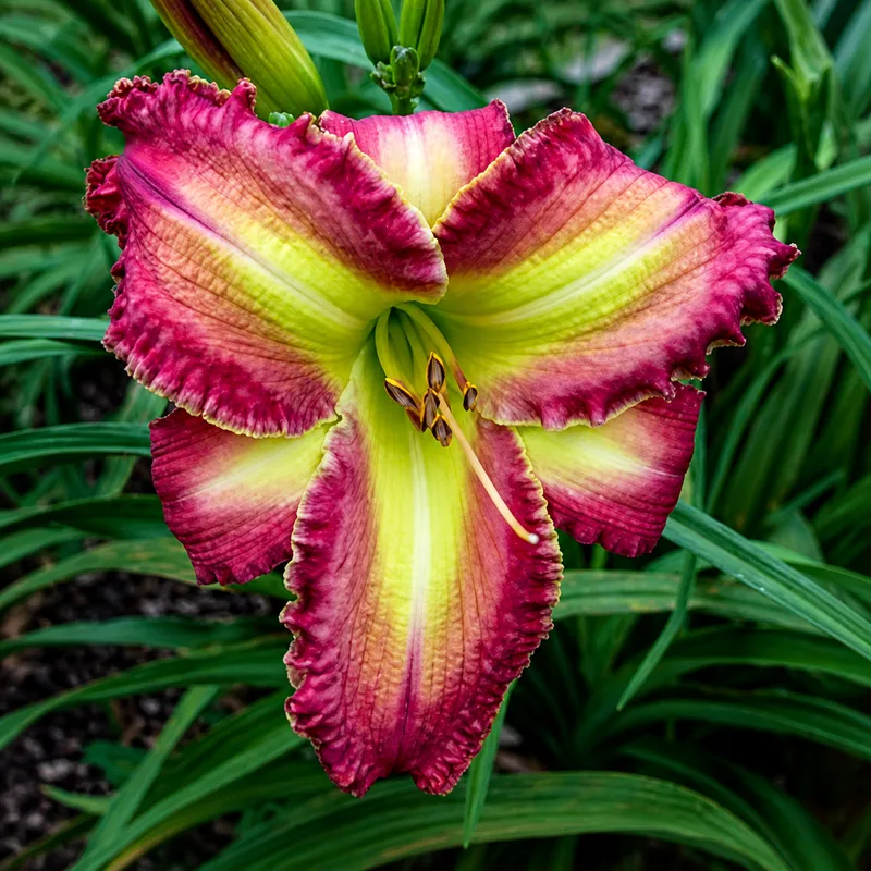 Heavenly Pink Lady