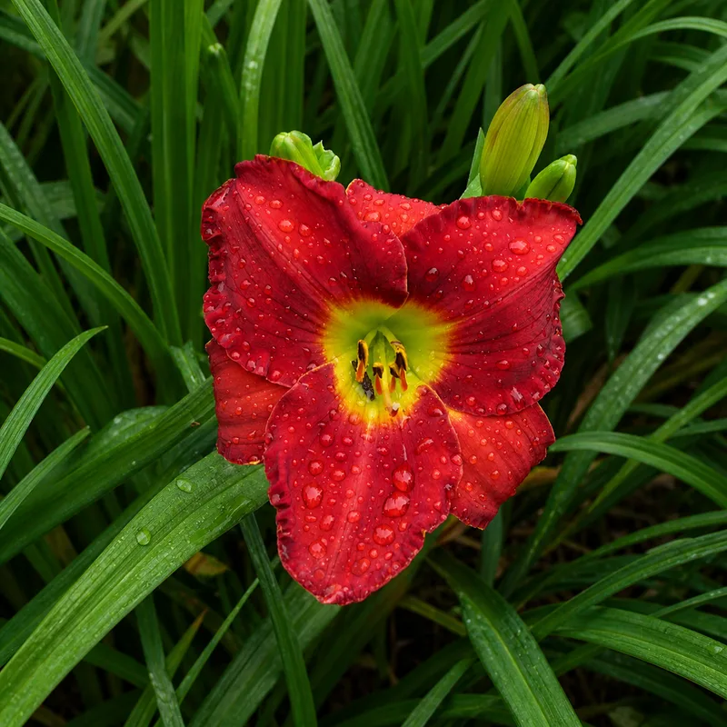 Kaskel Super Red