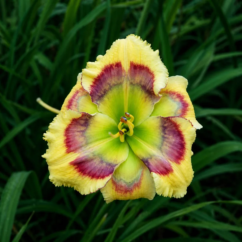 Circus Rainbow daylily bloom