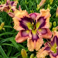 Italian Summer AHS image