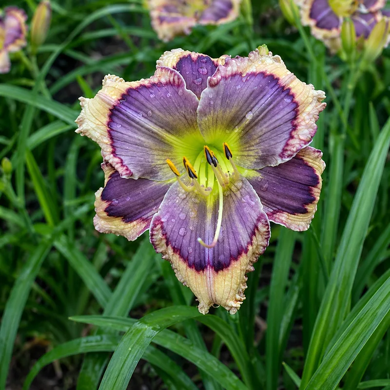 Building on Tradition daylily bloom